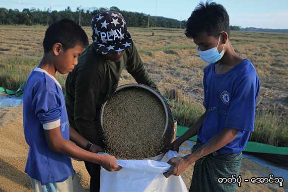 စပါးဈေးကောင်းနေသဖြင့် တနင်္သာရီတိုင်းအစိုးရ စပါးမဝယ်ဖြစ်